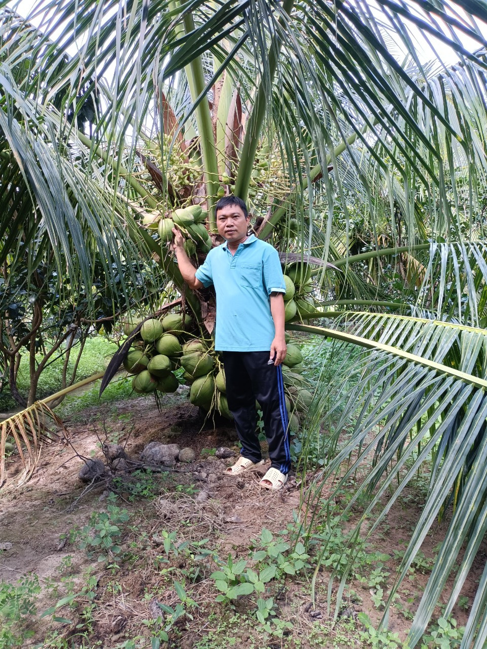 Thu nhap 200 trieu dong/thang tu vuon dua sap 