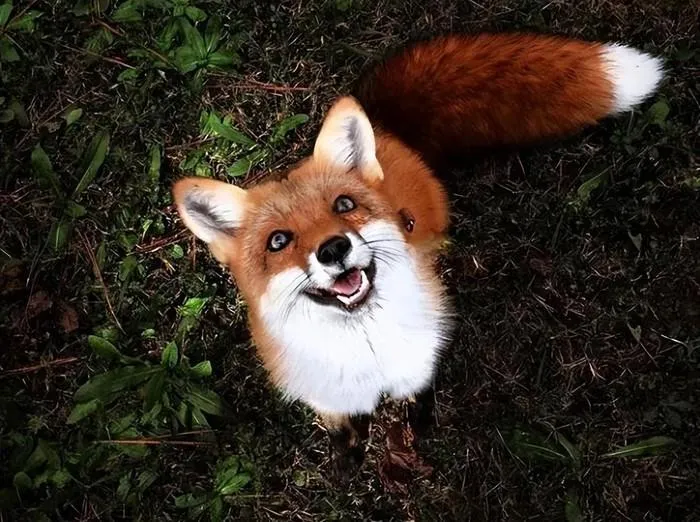 Sau khi theo dõi, ông phát hiện ra rằng những con cáo là thủ phạm. Ông Trần quyết định đuổi theo cáo và chúng đã chạy vào một hang đá trên vách núi.