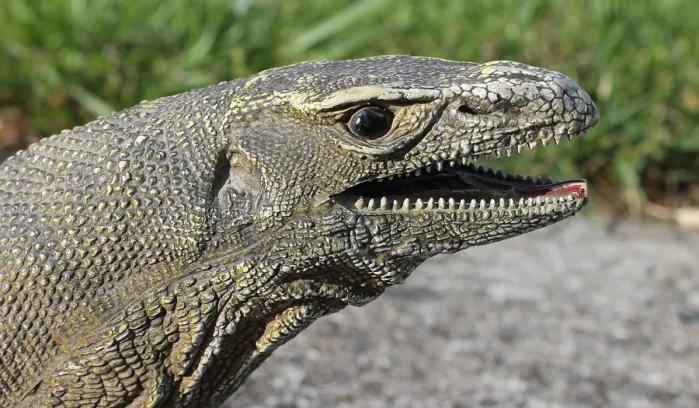 Ky da khong lo di lac o Khanh Hoa: Loai cuc hiem!-Hinh-3