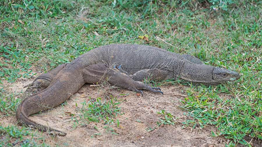 Kỳ đà khổng lồ đi lạc ở Khánh Hoà: Loài cực hiếm! - Hình 2 Ky da khong lo di lac o Khanh Hoa: Loai cuc hiem!-Hinh-2