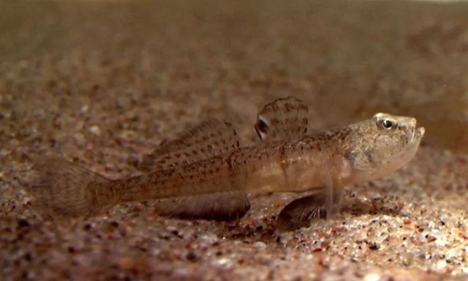 1. Cá bống đực là một ông bố “không có nhân tính” trong thế giới động vật khi ăn cả những quả trứng là con của chính nó.