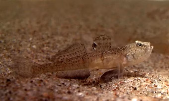 1. Cá bống đực là một ông bố “không có nhân tính” trong thế giới động vật khi ăn cả những quả trứng là con của chính nó.