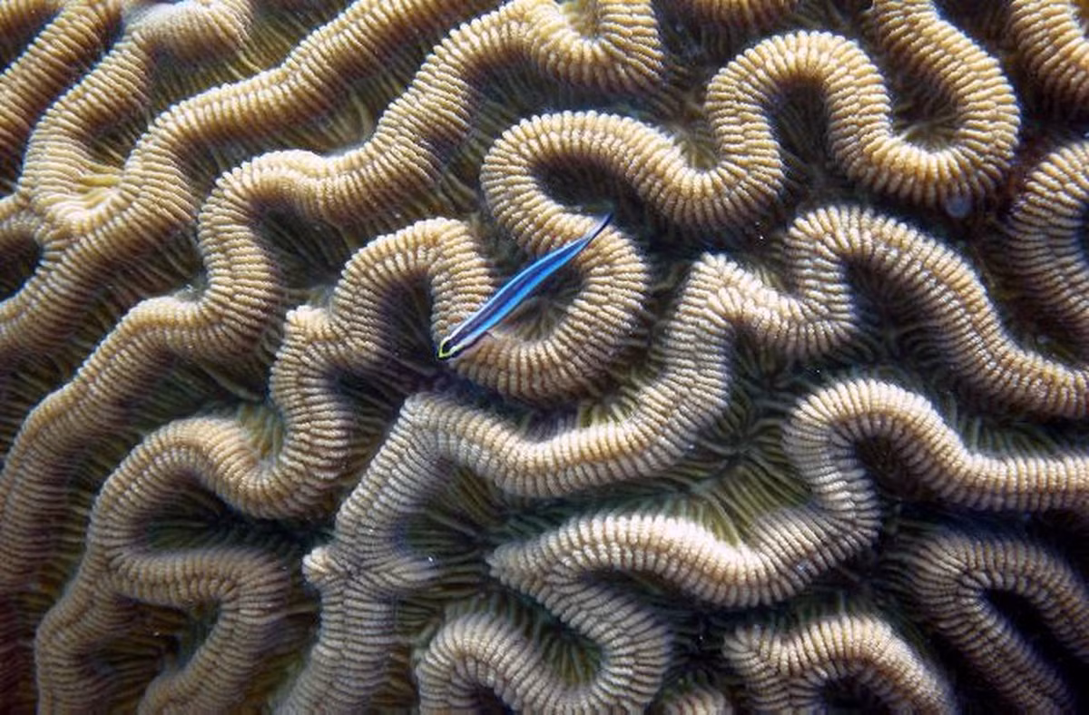 Ngay cả khi nó đang phụ trách trông chừng những quả trứng sắp nở mà cá bống cái rời khỏi hang, nó có thể nảy ra ý nghĩ ăn hết những quả trứng con.