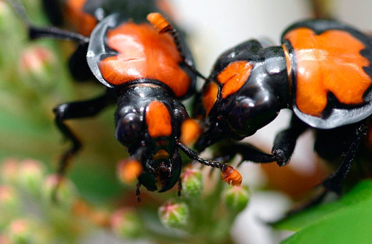 2. Loài bọ cánh cứng có xu hướng đáng lo ngại khi được ghi nhận ăn một số ấu trùng con của chính loài này khi không đủ thực phẩm.