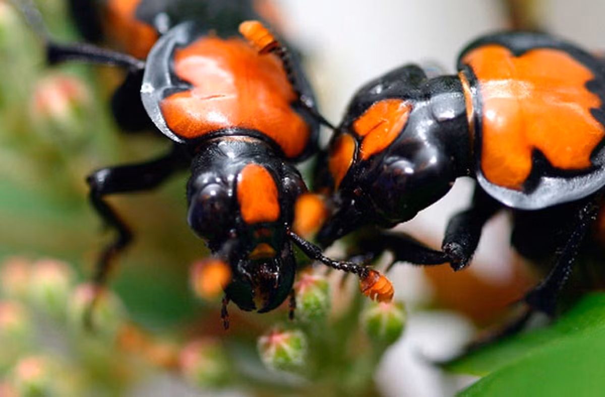 2. Loài bọ cánh cứng có xu hướng đáng lo ngại khi được ghi nhận ăn một số ấu trùng con của chính loài này khi không đủ thực phẩm.