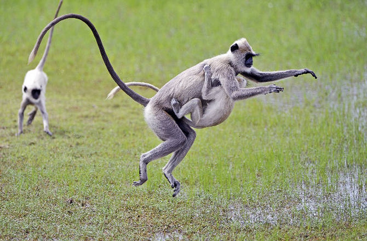 4. Voọc xám Ấn Độ sống trong các nhóm chi phối bởi một con đực duy nhất và nhiều con cái. Con đực thường phải duy trì sự cứng rắn và lý trí để không có tâm lý giết chết những con voọc sơ sinh.