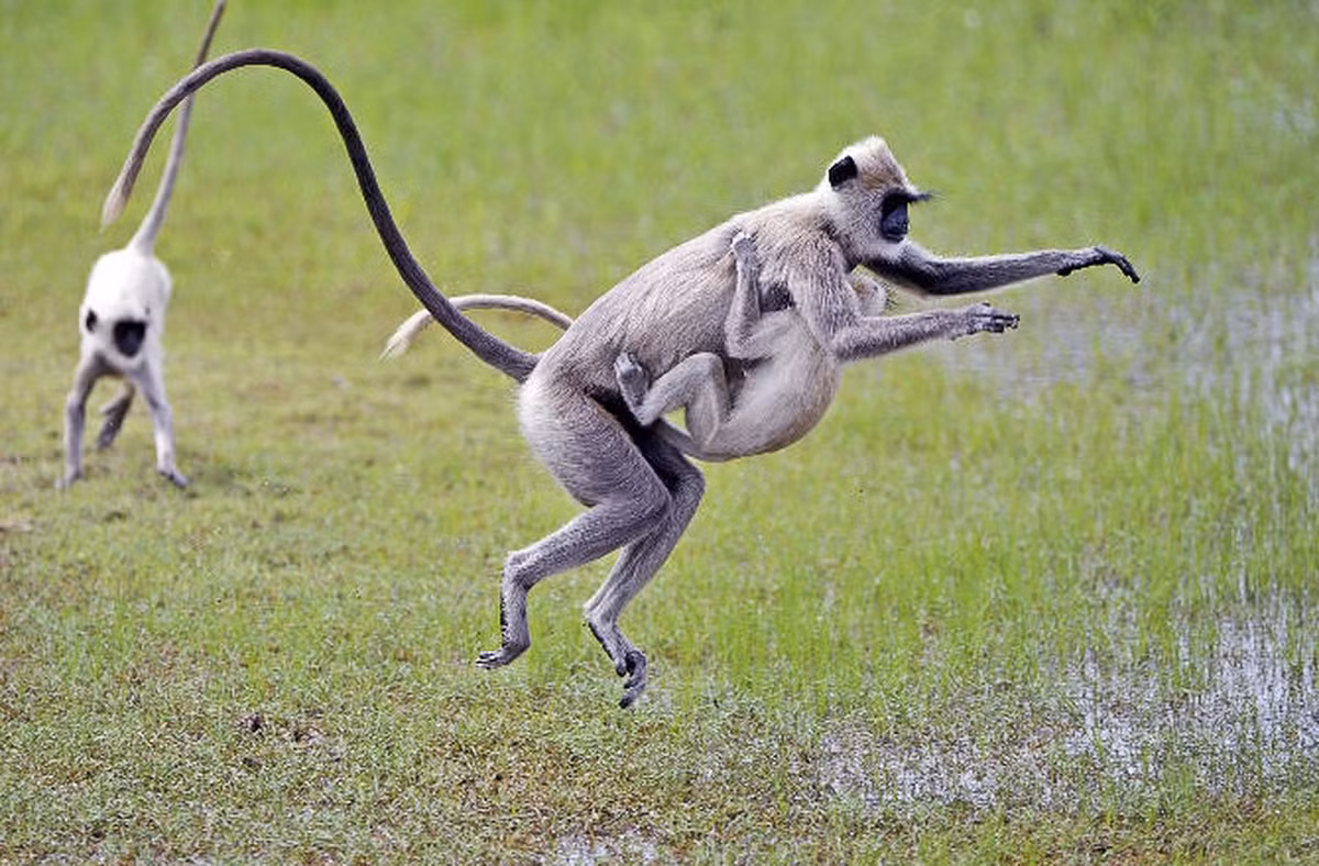 4. Voọc xám Ấn Độ sống trong các nhóm chi phối bởi một con đực duy nhất và nhiều con cái. Con đực thường phải duy trì sự cứng rắn và lý trí để không có tâm lý giết chết những con voọc sơ sinh.