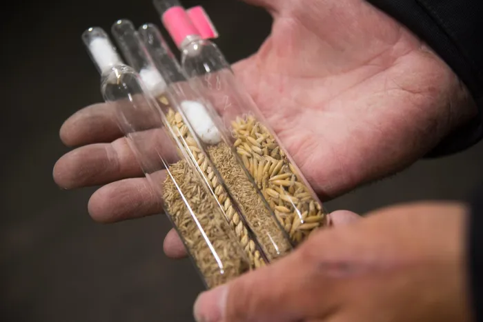 Vai trò của hầm hạt giống Svalbard không chỉ dừng lại ở việc bảo quản những hạt giống hiện có, mà còn mở ra những triển vọng phát triển tương lai. Bộ sưu tập hạt giống này chứa đựng sự đa dạng di truyền của các giống cây hoang dã và cũ, nhiều trong số đó không còn tồn tại trong môi trường bên ngoài.