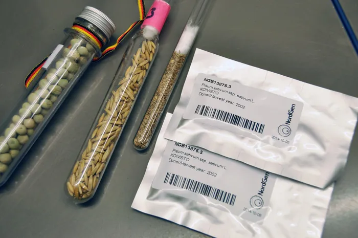 Trong một thế giới đang chịu tác động mạnh từ khủng hoảng khí hậu, suy giảm đa dạng sinh học và thảm họa tự nhiên, hầm hạt giống Svalbard trở nên càng quan trọng hơn bao giờ hết. Trong 50 năm qua, năng suất cây trồng đã tăng lên, nhưng đa dạng sinh học lại giảm xuống.