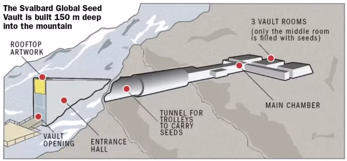 Hầm hạt giống Svalbard là một tòa nhà hình nêm màu xám, nhô ra từ một ngọn núi, tạo nên một bức tranh độc đáo giữa vùng tuyết trắng bao quanh. Đây không chỉ là một công trình kỹ thuật ấn tượng, mà còn là biểu tượng của sự quan tâm và chuẩn bị của con người để đối mặt với những thách thức tương lai.