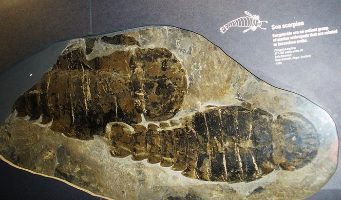 Với chiều dài lên tới 2 mét, nó vượt qua hầu hết các loài bọ cạp biển hiện đại và trở thành một trong những sinh vật chân đốt lớn nhất từng tồn tại trên Trái Đất.