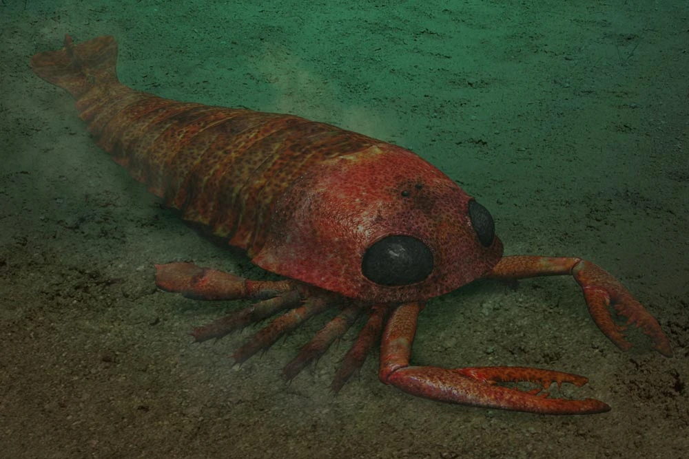 Móng vuốt lớn và đáng sợ cùng với cấu trúc đặc trưng này đã biến nó thành một kẻ săn mồi tinh nhuệ trong thế giới biển cổ đại.