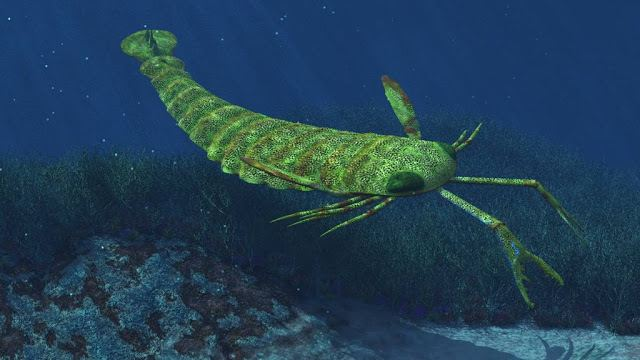 Cấu trúc cơ thể của Pterygotus australis là một điểm đặc biệt đáng chú ý. Nó có bộ xương ngoài dài, nhiều đoạn và các phần phụ nối với nhau.