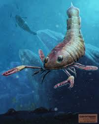 Việc khám phá Pterygotus australis đã mang lại nhiều thông tin quý giá về hệ sinh thái biển thời tiền sử.