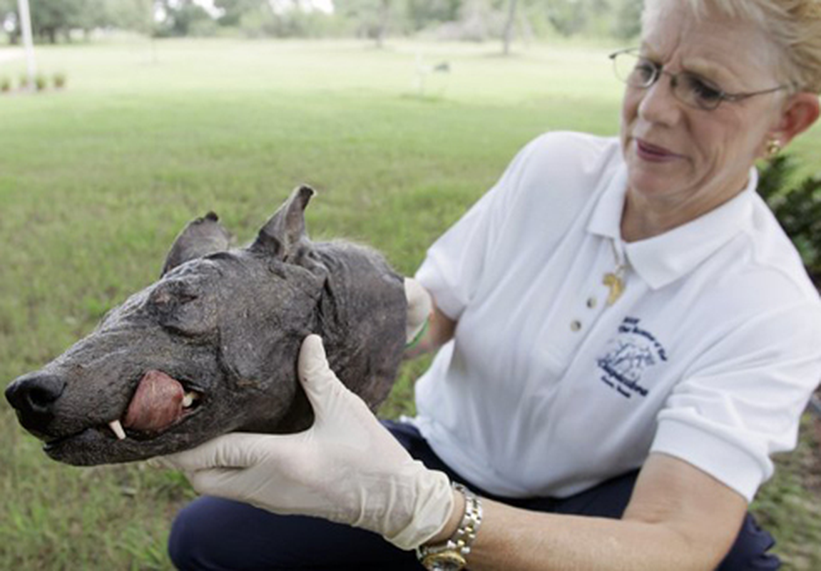 Đã có nhiều tranh luận diễn ra, nhưng sự thật thì vẫn còn là một bí ẩn khủng khiếp.