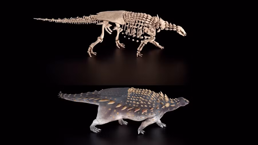 Việc phân tích gene đã được sử dụng để so sánh Vectipelta barretti với Polacanthus foxii, và kết quả cho thấy hai loài không có quan hệ họ hàng gần. Điều này cho thấy sự phát triển và đa dạng của Ankylosauria trong quá khứ, đồng thời cung cấp thêm thông tin về quá trình tiến hóa của nhóm này.