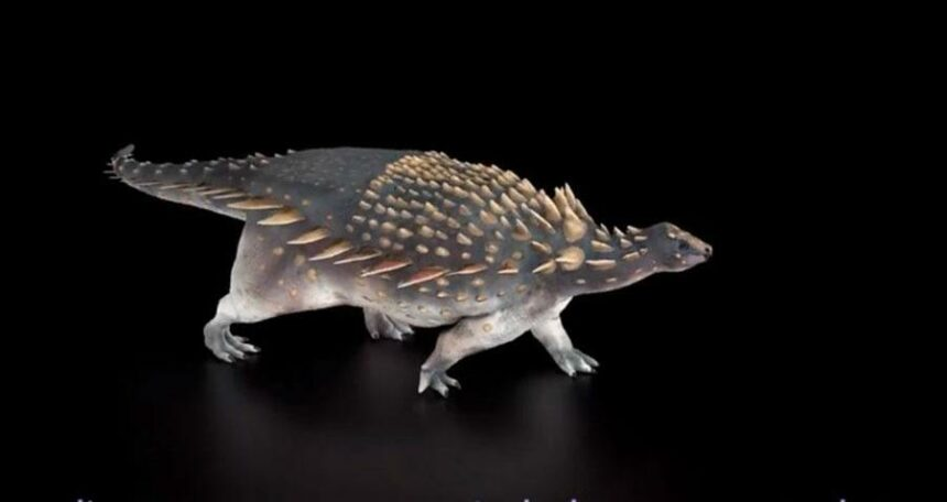 Việc tìm thấy loài quái thú mới này đã góp phần làm sáng tỏ sự đa dạng của Ankylosauria trong khu vực này và vào đầu kỷ Phấn Trắng ở Anh.