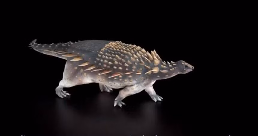 Việc tìm thấy loài quái thú mới này đã góp phần làm sáng tỏ sự đa dạng của Ankylosauria trong khu vực này và vào đầu kỷ Phấn Trắng ở Anh.