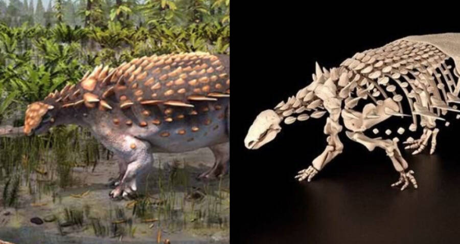 Nó cung cấp những dấu hiệu cho thấy có một cuộc tuyệt chủng hàng loạt diễn ra trong kỷ Jura, tạo điều kiện cho sự tiến hóa mạnh mẽ và sự phát sinh của nhiều loài mới.