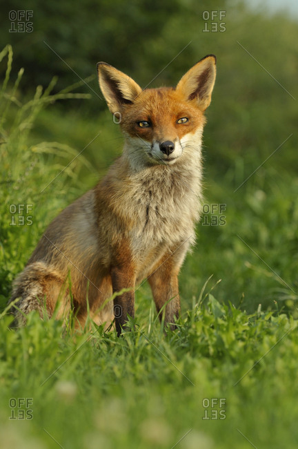 Tuy nhiên, phân tích DNA gần đây chỉ ra rằng Canini và Vulpini là các nhánh hợp lệ, nhưng loại trừ hai chi: Nyctereutes và Otocyon. Đây là các loài thuộc nhóm cơ sở của họ Chó và không có quan hệ họ hàng gần với cả Vulpini hay Canini. (Một số chứng cứ cũng đề nghị điều tương tự cho chi Urocyon.)
