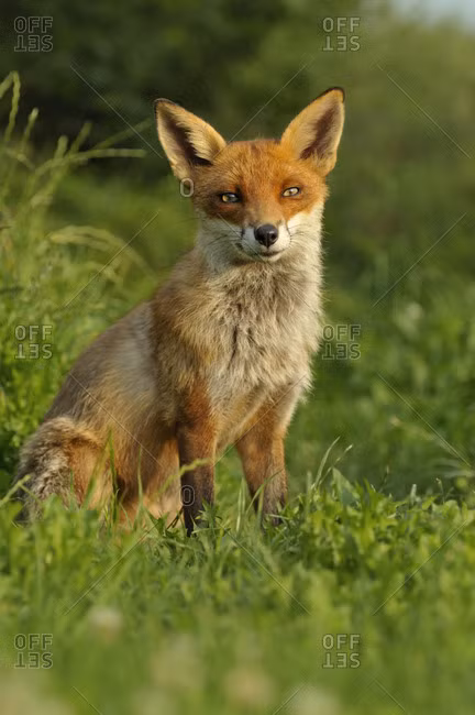 Tuy nhiên, phân tích DNA gần đây chỉ ra rằng Canini và Vulpini là các nhánh hợp lệ, nhưng loại trừ hai chi: Nyctereutes và Otocyon. Đây là các loài thuộc nhóm cơ sở của họ Chó và không có quan hệ họ hàng gần với cả Vulpini hay Canini. (Một số chứng cứ cũng đề nghị điều tương tự cho chi Urocyon.)