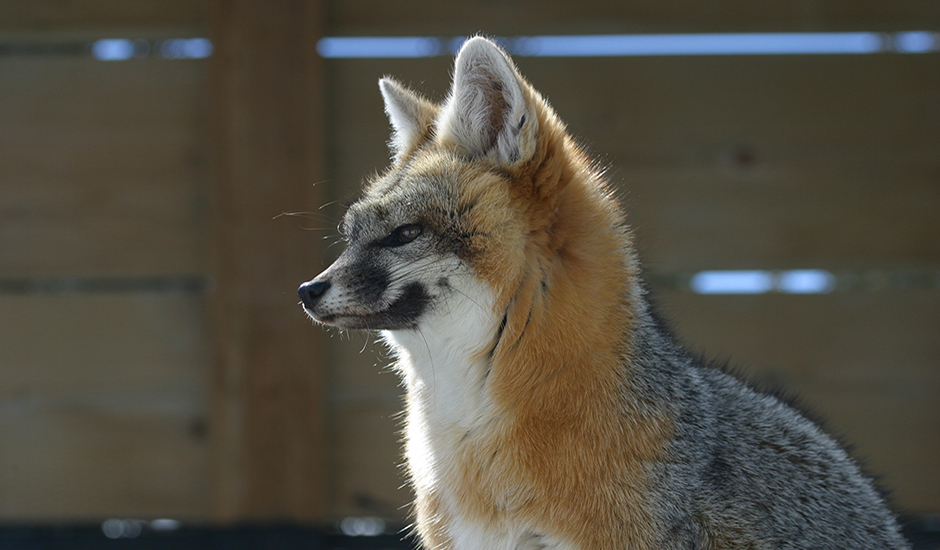 Lưu ý rằng việc phân chia họ Canidae thành "cáo thực thụ" (tông Vulpini) và "chó thực thụ" (tông Canini) có thể không phù hợp với các quan hệ thực tế và việc phân loại theo đơn vị phân loại của một vài loài cáo, chó hiện còn gây tranh cãi.