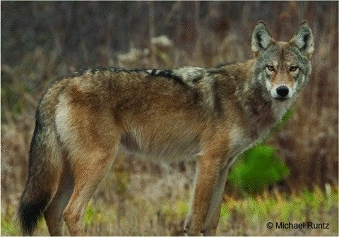 Ít nhất có một phân loài chó sói gần đây đã được liệt kê như là một loài riêng rẽ - đó là sói miền đông Canada (Canis lycaon).