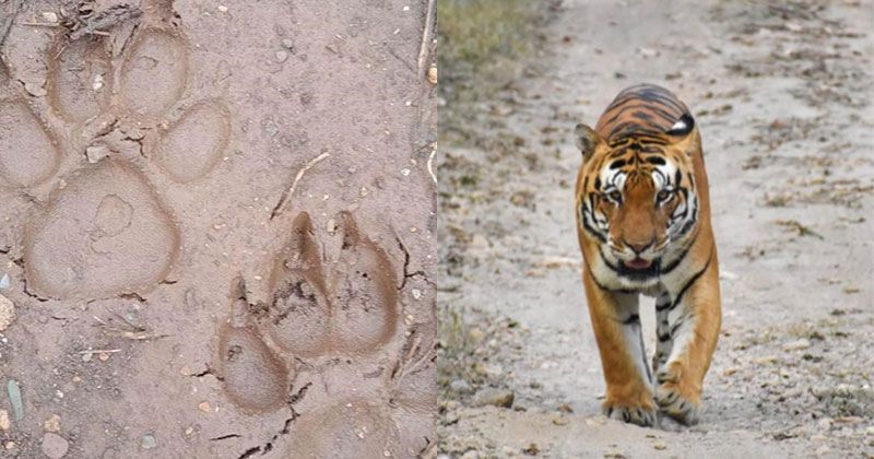 Cả khối dấu chân chó thường có dạng hình thoi còn cả khối dấu chân hổ thường có dạng hình tròn. Ngoài ra, chiều rộng của dấu chân đo được chỉ vào khoảng 6 cm, trong khi chiều rộng dấu chân của các cá thể hổ trưởng thành to hơn.
