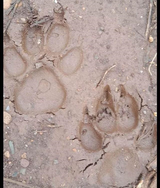 Vết chân hổ không có dấu vuốt vì khi di chuyển hổ co vuốt vào trong nệm thịt, chỉ khi vồ mồi nó mới nhả vuốt ra. Dấu của đệm thịt chính giữa trên dấu chân chó khá tròn. Trong khi đó dấu của đệm thịt chính giữa trên dấu chân hổ trông có dạng hình thang và không giống với dấu chân chụp ảnh được ở xã Chiềng Hắc, huyện Mộc Châu.