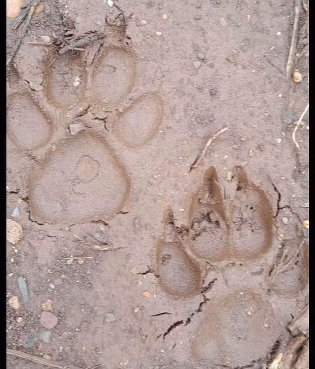 Vết chân hổ không có dấu vuốt vì khi di chuyển hổ co vuốt vào trong nệm thịt, chỉ khi vồ mồi nó mới nhả vuốt ra. Dấu của đệm thịt chính giữa trên dấu chân chó khá tròn. Trong khi đó dấu của đệm thịt chính giữa trên dấu chân hổ trông có dạng hình thang và không giống với dấu chân chụp ảnh được ở xã Chiềng Hắc, huyện Mộc Châu.