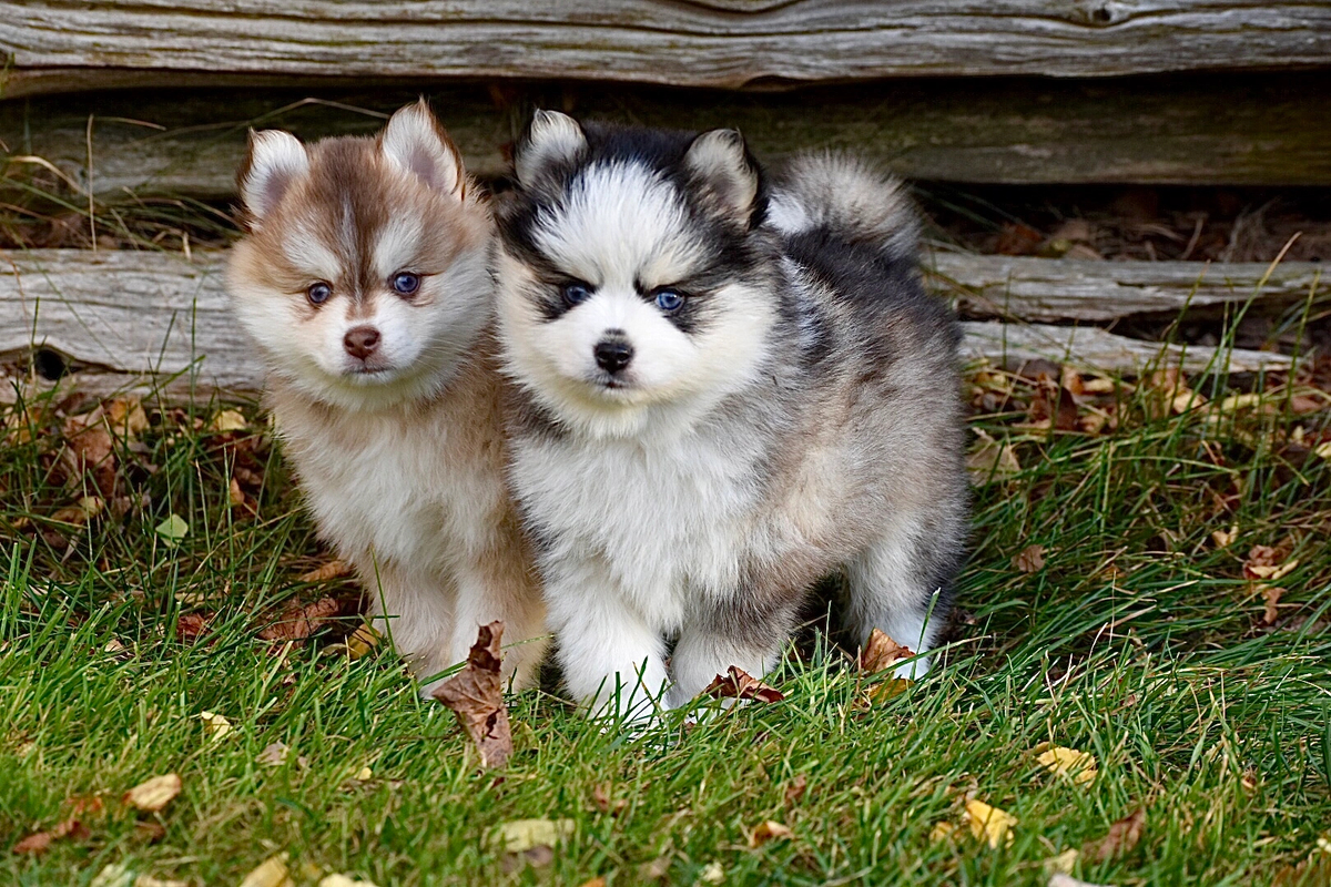 Màu lông của Pomsky đa dạng, có thể là xám, trắng, đen hoặc nâu.
