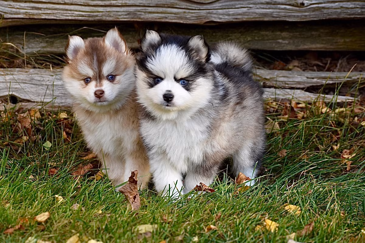 Màu lông của Pomsky đa dạng, có thể là xám, trắng, đen hoặc nâu.