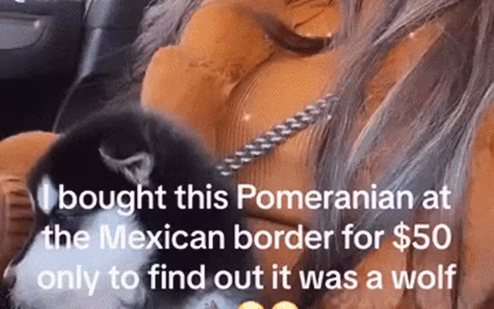 Amanda Hamilton, một người mẫu và nhà sáng tạo nội dung sống ở Los Angeles, Mỹ, đã mua một con chó cưng gần biên giới giữa Mỹ và Mexico với giá 50 đô la (tương đương 1,1 triệu VNĐ). Người bán đã nói đó là một con chó phốc sóc.