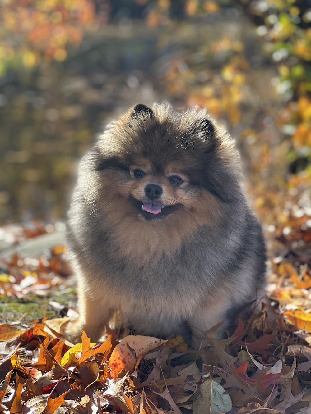 Chó phốc sóc (Pomeranian) là một giống chó nhỏ, trong khi Husky là một giống chó lớn và mạnh mẽ. Pomeranian chỉ nặng từ 1,5 đến 3,5 kg, trong khi Husky có thể nặng từ 20 đến 27 kg. Về kích thước và trọng lượng, chúng khác biệt đáng kể.
