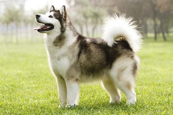 Alaska, hay còn gọi là Malamute Alaska, là một loài chó lớn và cường tráng. Chúng có lớp lông dày và hai màu chủ đạo là xám và trắng. Alaska có kích thước lớn hơn so với Husky, có đôi tai đứng.