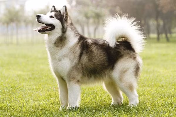 Alaska, hay còn gọi là Malamute Alaska, là một loài chó lớn và cường tráng. Chúng có lớp lông dày và hai màu chủ đạo là xám và trắng. Alaska có kích thước lớn hơn so với Husky, có đôi tai đứng.