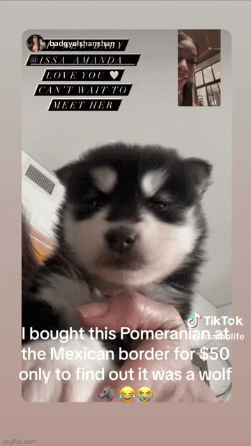Amanda đã đặt tên cho chú chó này là Crypto và thể hiện sự yêu quý và chăm sóc đặc biệt đối với nó. Tuy nhiên, khi con vật lớn dần, cô gái lại nhận thấy rằng nó không giống chó phốc sóc như người bán đã nói, mà giống... chó sói hơn.
