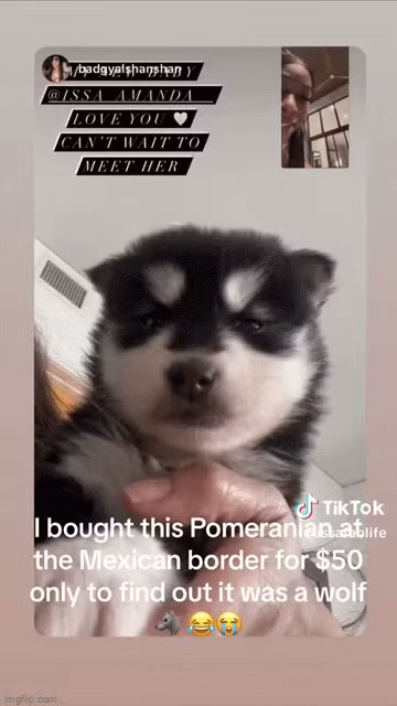 Amanda đã đặt tên cho chú chó này là Crypto và thể hiện sự yêu quý và chăm sóc đặc biệt đối với nó. Tuy nhiên, khi con vật lớn dần, cô gái lại nhận thấy rằng nó không giống chó phốc sóc như người bán đã nói, mà giống... chó sói hơn.