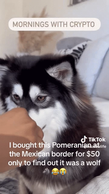 Amanda chia sẻ trong một đoạn video trên Tiktok rằng: "Tôi đã mua con chó phốc sóc này ở biên giới Mexico với giá 50 đô la, nhưng tôi không thể tin được rằng họ đã nói dối tôi. Nó là con chó sói chứ không phải chó phốc sóc. Tôi sẽ không bao giờ lặp lại điều này nữa."