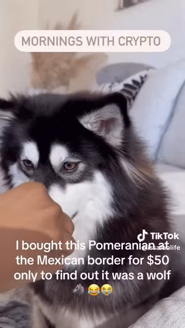 Amanda chia sẻ trong một đoạn video trên Tiktok rằng: "Tôi đã mua con chó phốc sóc này ở biên giới Mexico với giá 50 đô la, nhưng tôi không thể tin được rằng họ đã nói dối tôi. Nó là con chó sói chứ không phải chó phốc sóc. Tôi sẽ không bao giờ lặp lại điều này nữa."