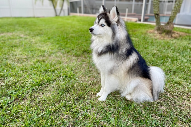 Pomsky là một giống chó lai được tạo ra bằng cách lai giữa Husky và Chó phốc sóc (Pomeranian). Chúng có kích thước nhỏ hơn so với Husky và Alaska, với bộ lông dày và mắt to tròn.