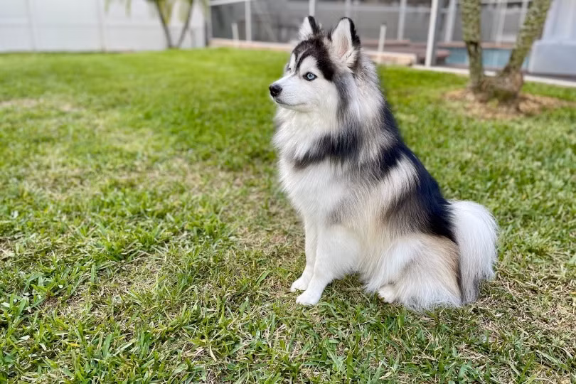 Pomsky là một giống chó lai được tạo ra bằng cách lai giữa Husky và Chó phốc sóc (Pomeranian). Chúng có kích thước nhỏ hơn so với Husky và Alaska, với bộ lông dày và mắt to tròn.