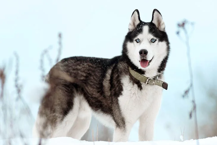 Trong khi một số người cho rằng con vật mà Amanda nuôi không phải là chó sói mà có thể là chó Husky, Alaska hoặc là lai giữa chó Husky và chó Alaska. Cũng có người cho rằng nó có thể là chó Pomsky, là một giống chó lai giữa Husky và chó phốc sóc.