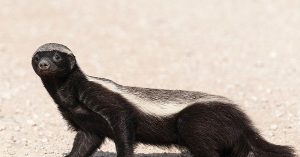 Chúng cũng rất hiếu chiến và thường tham gia vào các trận đấu vui vẻ.