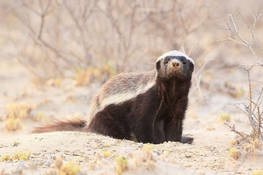 Mặc dù lửng mật không đe dọa tuyệt chủng, nhưng sự kháng độc đặc biệt của chúng đã thu hút sự quan tâm của các nhà khoa học.