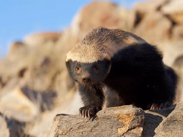 Mặc dù kích thước của chúng nhỏ bé, nhưng lại có khả năng khiến rắn độc "rén ngang" và sở hữu một khả năng đặc biệt đáng ngạc nhiên.