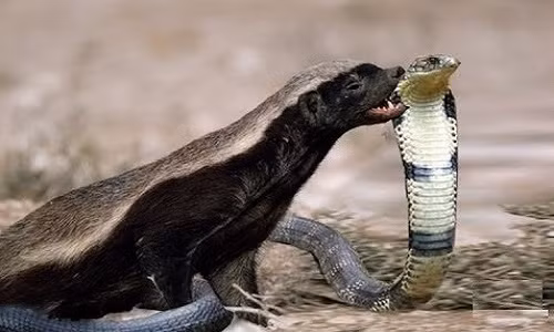 Chúng có khả năng chống đỡ nọc độc và tạo ra mùi hôi khó chịu để tự vệ.