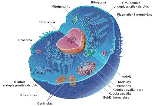 Điều thú vị là việc phát hiện các hóa thạch protosterol biota đã đóng góp quan trọng vào việc hiểu về quá trình tiến hóa sinh vật nhân chuẩn.