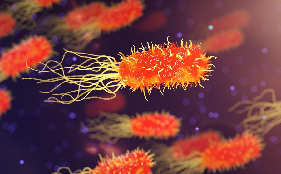 Những khám phá gần đây đã đưa chúng trở thành " nhân chứng của một thế giới cổ đại đã mất", một thế giới của các sinh vật nhân thực thuộc nhóm thân cổ đại.