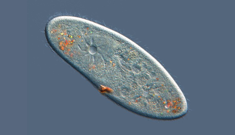 Protosterol biota là một nhóm sinh vật nhỏ bé có tế bào nhân, góp phần lấp đầy khoảng trống lớn trong hiểu biết của con người về sự tiến hóa ban đầu của các sinh vật có nhân.